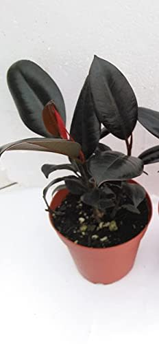 Burgundy India Rubber Tree Plant - Ficus - an Old Favorite - 4