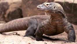 A Komodo dragon was part of an interesting case at a U.S. airport.