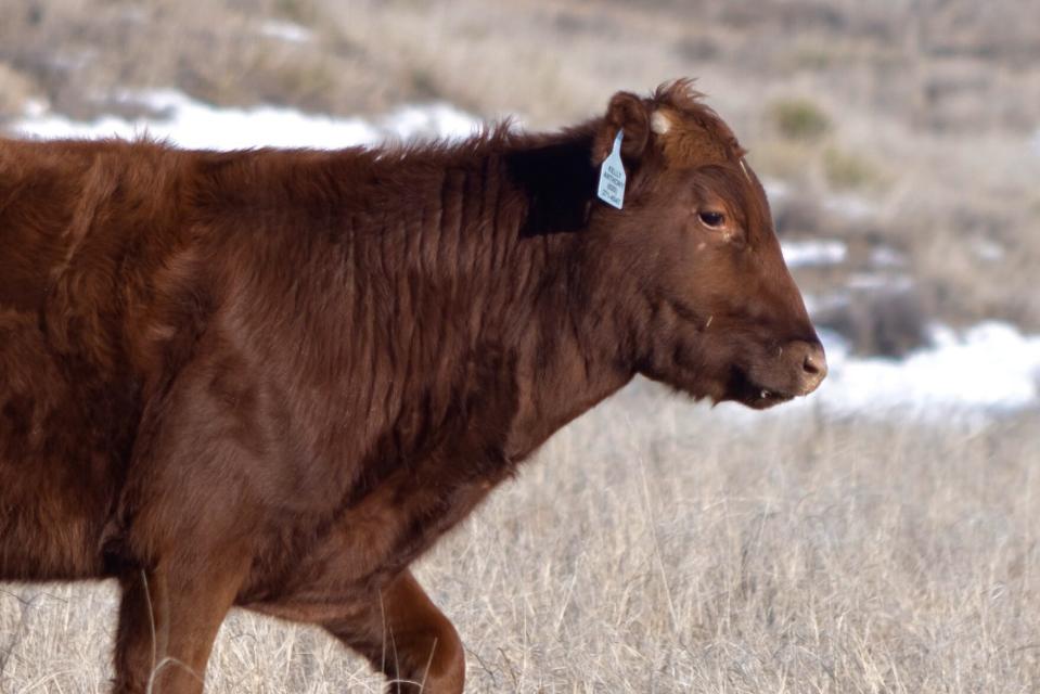 Beef has a large impact on the environment, but grazing on grass can help with that.