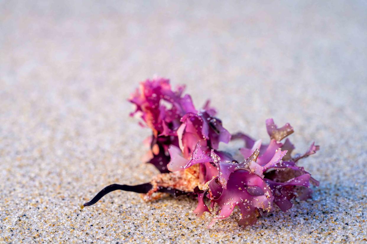 <p>Tina Horne / Getty Images</p> Irish moss on the sand