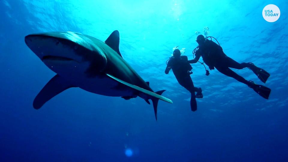 The National Aquarium is home to plenty of aquatic life, including sharks.