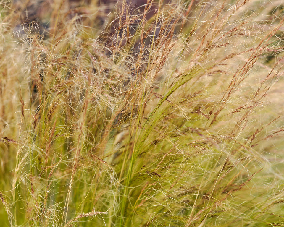 10. SANGUISORBA TANNA