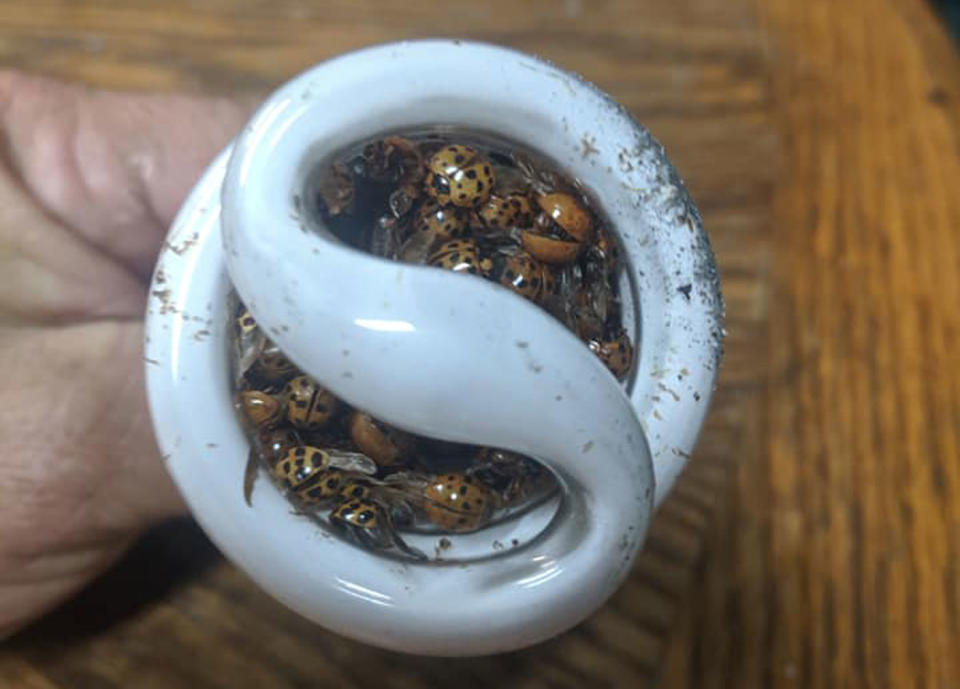 A CFL lightbulb filled with dead ladybugs.