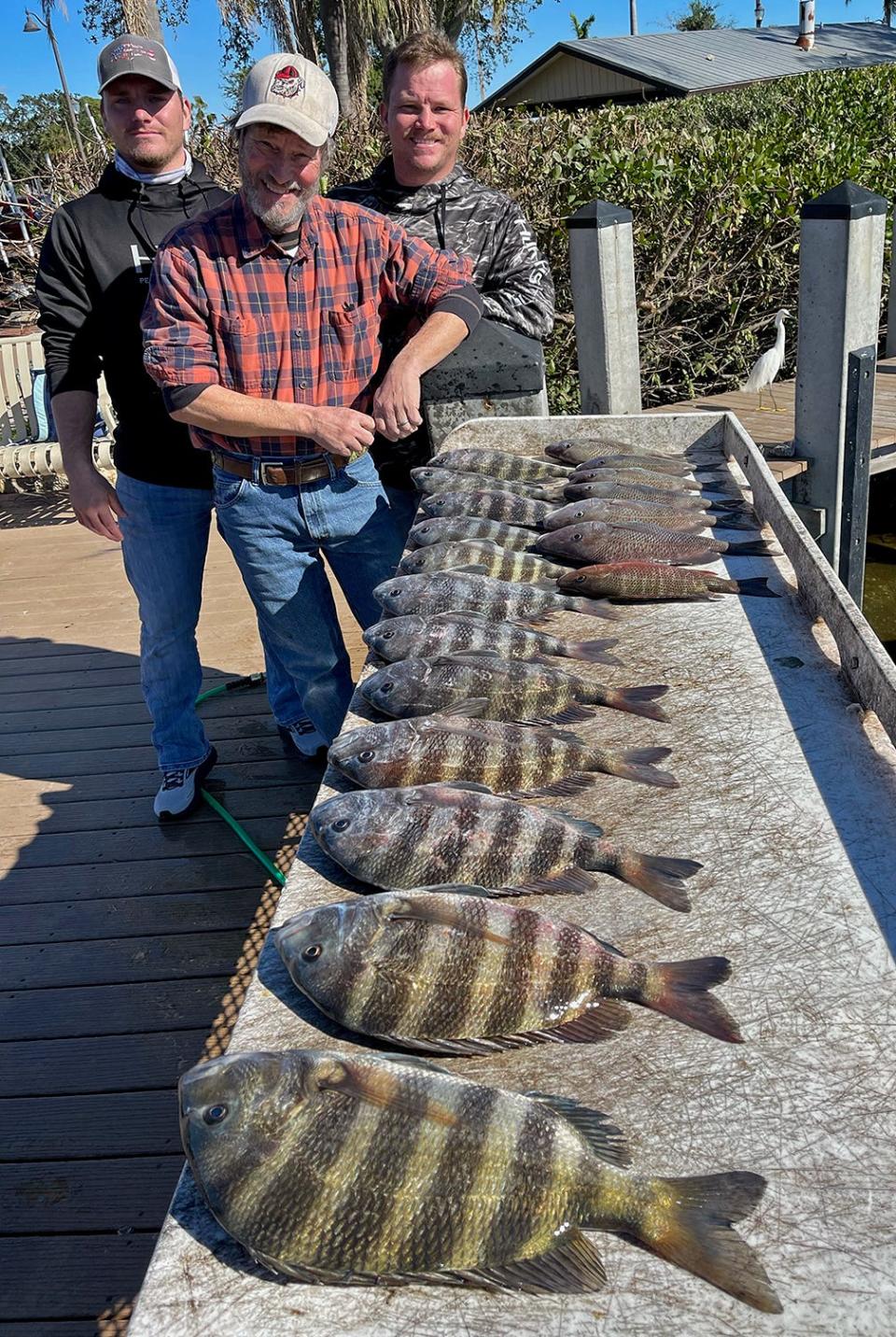 Capt. John Gunter, of Palmetto, and his clients, had a good day of fishing for sheepshead and mangrove snapper inside Tampa Bay on Tuesday.