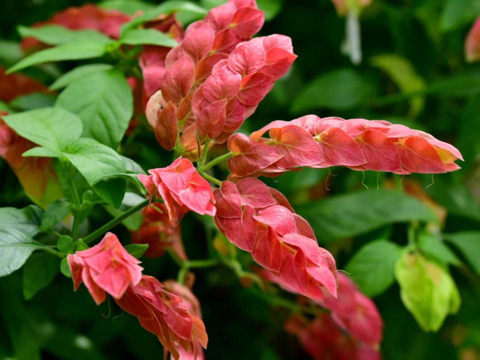 Shrimp plant