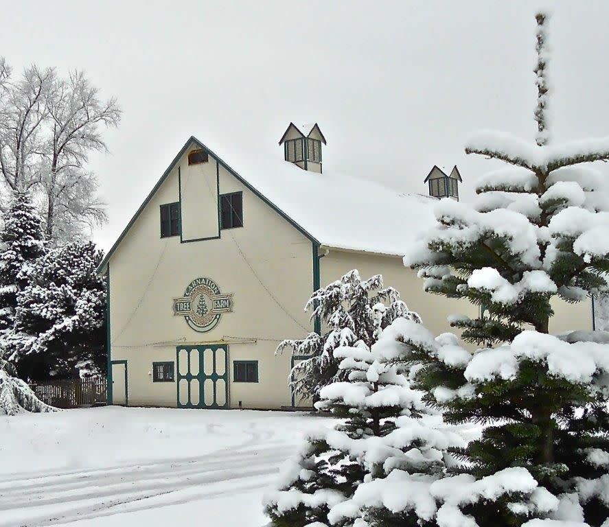 Washington: Carnation Tree Farm