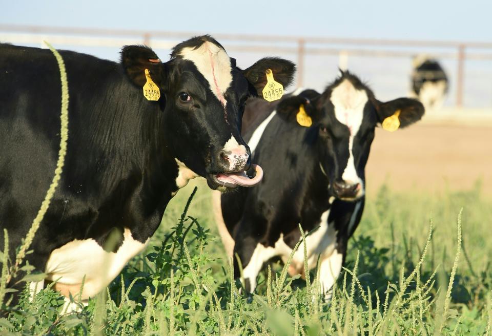 Cows grazing on a dairy farm in California's Central Valley. Well water testing in the region in 2016 uncovered dangerously high levels of nitrates in the water, deriving from fertilizers and cow manure. (Photo: ROBYN BECK via Getty Images)