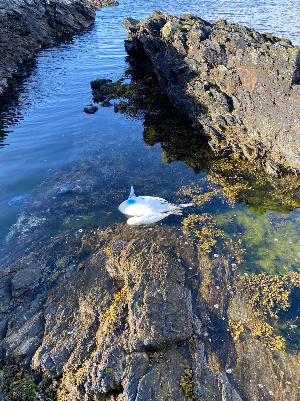 A dead gannet found in Shetland as avian flu sweeps across various colonies of seabirds in Scotland (RSPB/PA)