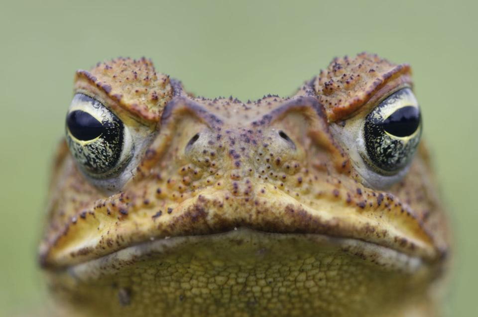 <span class="caption">Cane toads are found across Australia’s north.</span> <span class="attribution"><span class="source">Shutterstock</span></span>