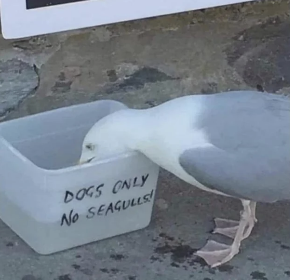 A seagull is peering into a water bowl labeled "DOGS ONLY No Seagulls."