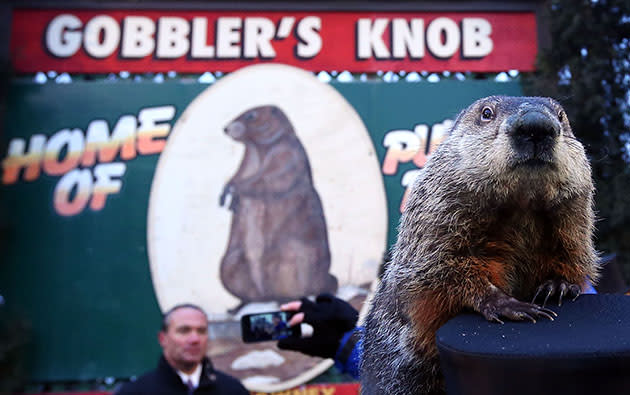 Wanted: Punxsutawney Phil (Alex Wong/Getty Images)