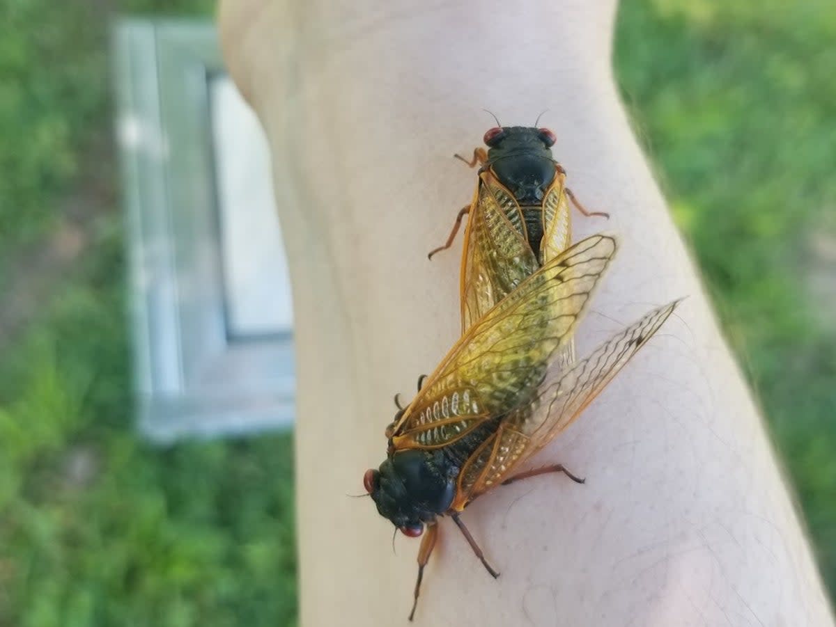 Cicadas land on the arm of Dr Katie Dana in Bloomington, Indiana in 2021 (Courtesy of Dr Katie Dana)