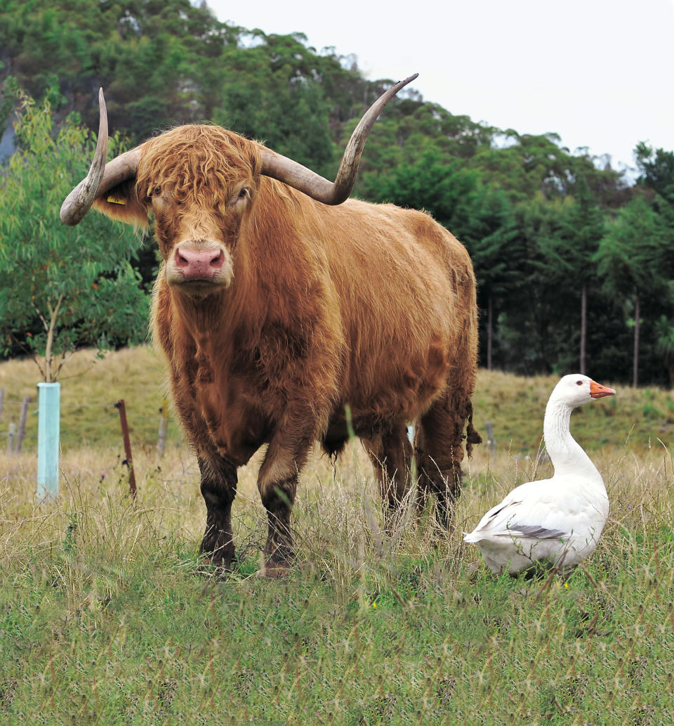 The Highland bull Hamish and his goose pal hanging out. (Photo by Rebecca Grunwell/The Gisborne Herald/National Geographic)