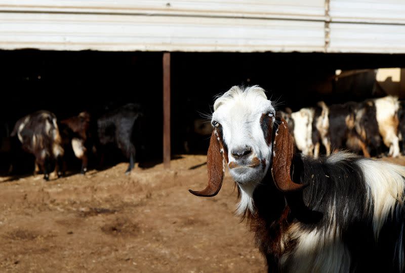 Livestock that belongs to Lebanese shepherd Beber is pictured in his village of Majdal Selm
