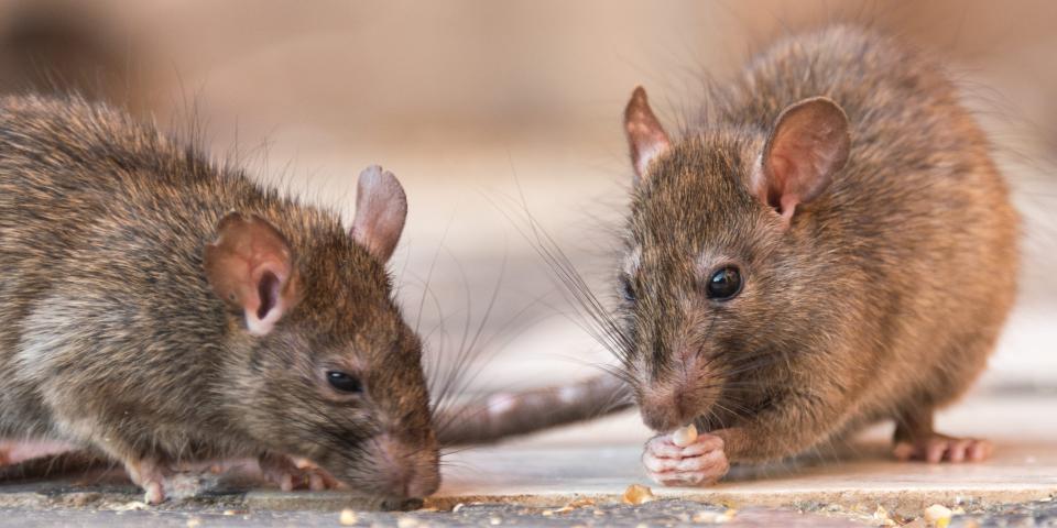 Two rats on the floor eating seeds