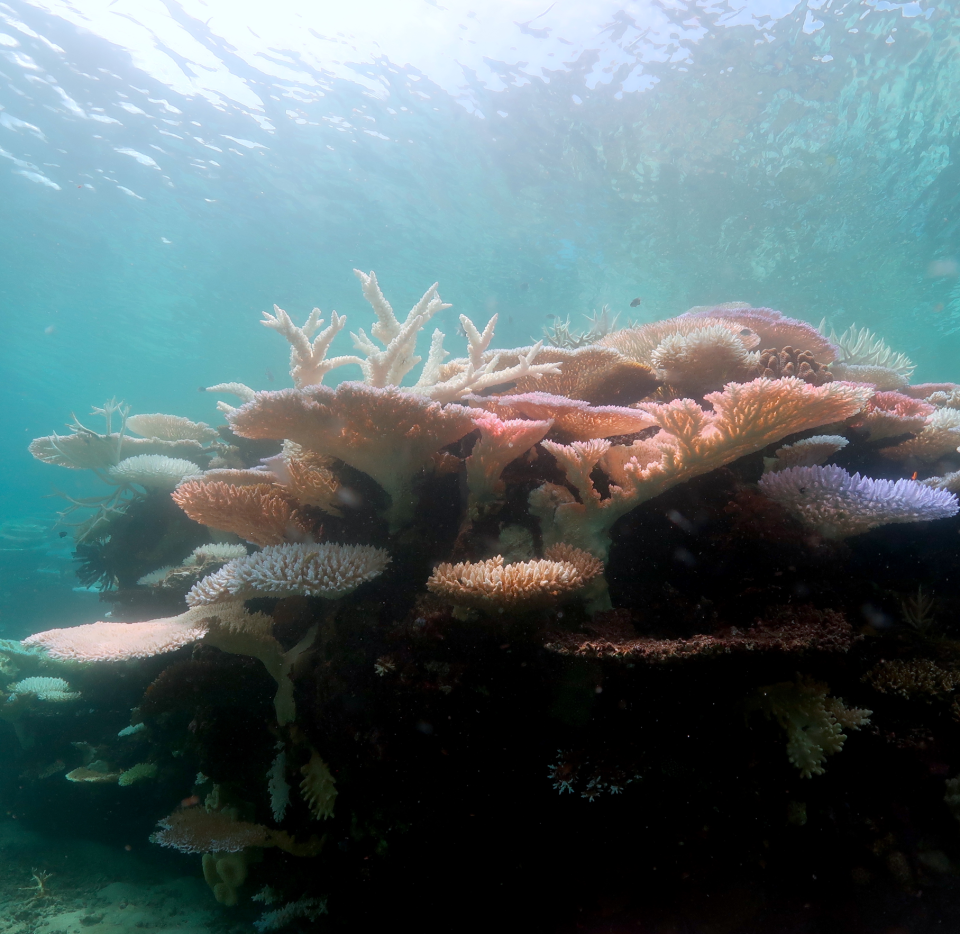 Looking up at bleached coral near Lizard Island.