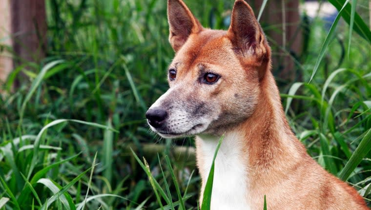 The UK’s Last New Guinea Singing Dog Dies at Zoo