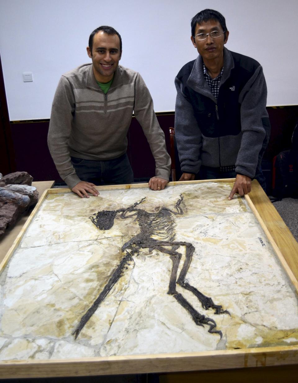 Steve Brusatte and Junchang Lu next to the skeleton of the new short-armed feathered dinosaur Zhenyuanlong suni from the Early Cretaceous (ca. 125 million years ago) of China in this handout photo provided by the University of Edinburgh in Edinburgh, Scotland on July 15, 2015. Scientists have unearthed a spectacularly preserved, nearly complete fossil in northeastern China of a feathered dinosaur with wings like those of a bird, although they doubt the strange creature could fly. The researchers on July 16, 2015 said the fast-running meat-eater was about 6 feet (1.8 meters) long and covered with simple hair-like feathers over much of its body, with large, quill-like feathers on its wings and long tail. REUTERS/Martin Kundrat/University of Edinburgh/Handout via Reuters ATTENTION EDITORS - FOR EDITORIAL USE ONLY. NOT FOR SALE FOR MARKETING OR ADVERTISING CAMPAIGNS. THIS PICTURE WAS PROVIDED BY A THIRD PARTY. REUTERS IS UNABLE TO INDEPENDENTLY VERIFY THE AUTHENTICITY, CONTENT, LOCATION OR DATE OF THIS IMAGE. THIS PICTURE IS DISTRIBUTED EXACTLY AS RECEIVED BY REUTERS, AS A SERVICE TO CLIENTS. NO SALES. NO ARCHIVES.