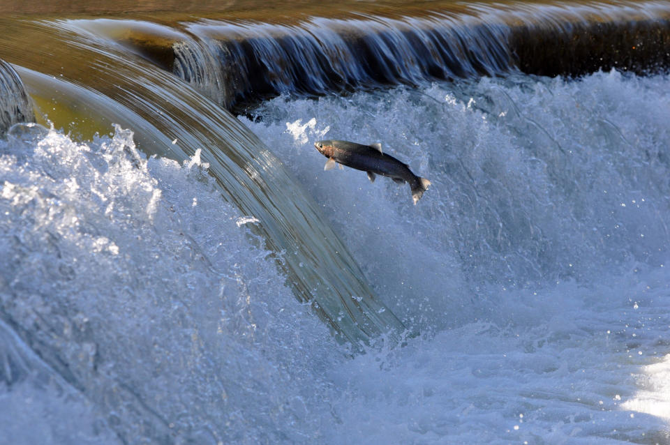 A spawning Trout trying to jump a dam on the Humber River, in downtown Toronto