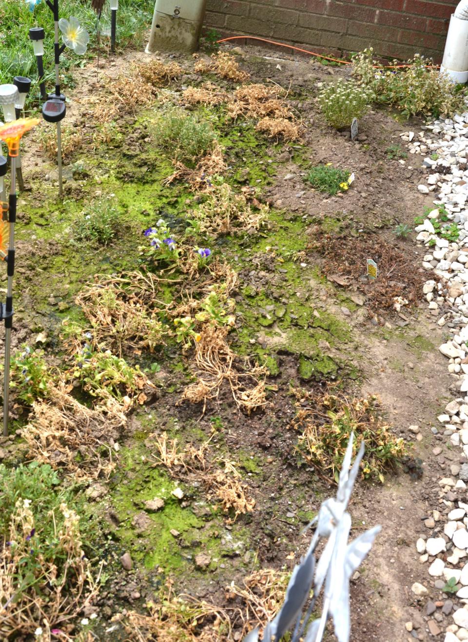 A dried up flower bed shows how hot and dry it's been around Somerset County this summer.