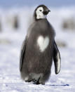 A Penguin with a heart in its feathers. These extraordinary images, taken by photographers across the globe, show Mother Nature celebrating the big day with iconic heart shapes appearing all over the natural world. ( PIC BY SUE FLOOD / CATERS NEWS)