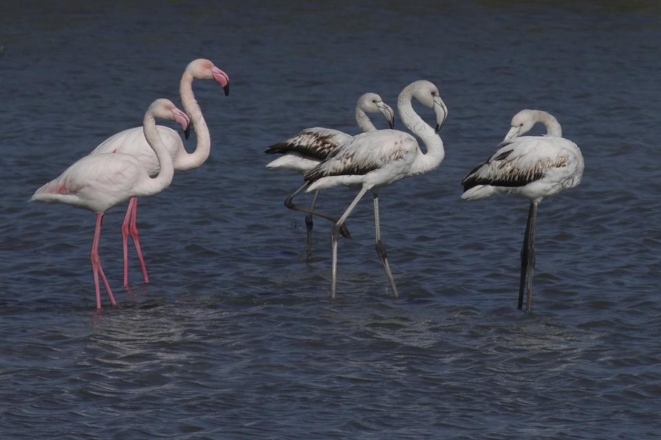 Flamingos rest in Narta Lagoon, about 140 kilometers (90 miles) southwest of the Albanian capital of Tirana, Tuesday, Feb. 7, 2023. Environmentalists fear that the new airport will harm the local fauna and ecosystem of this lagoon as it is home to many migratory birds. (AP Photo/Franc Zhurda)