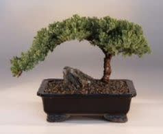 <strong><a href="https://fave.co/2WgpBqM" target="_blank" rel="noopener noreferrer">Buy a bonsai tree here</a>.</strong>