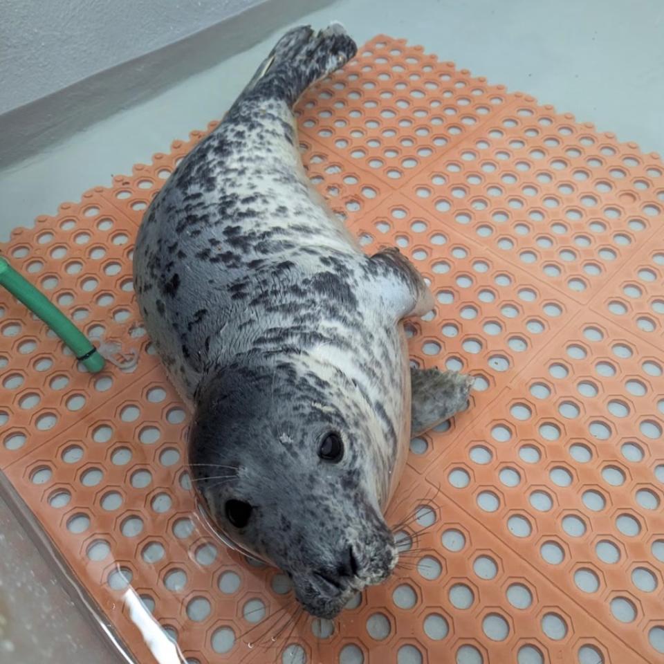A female seal pup was found in Ocean City this week. Marine Mammal Stranding Center