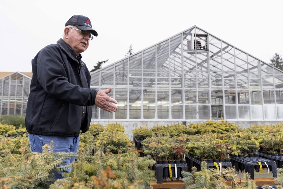 Gary Chastagner, a Washington State University professor called "Dr. Christmas Tree" shows Trojan and other fir seedlings at the school's Puyallup Research and Extension Center on Thursday, Nov. 30, 2023, in Puyallup, Wash. (AP Photo/Jason Redmond)