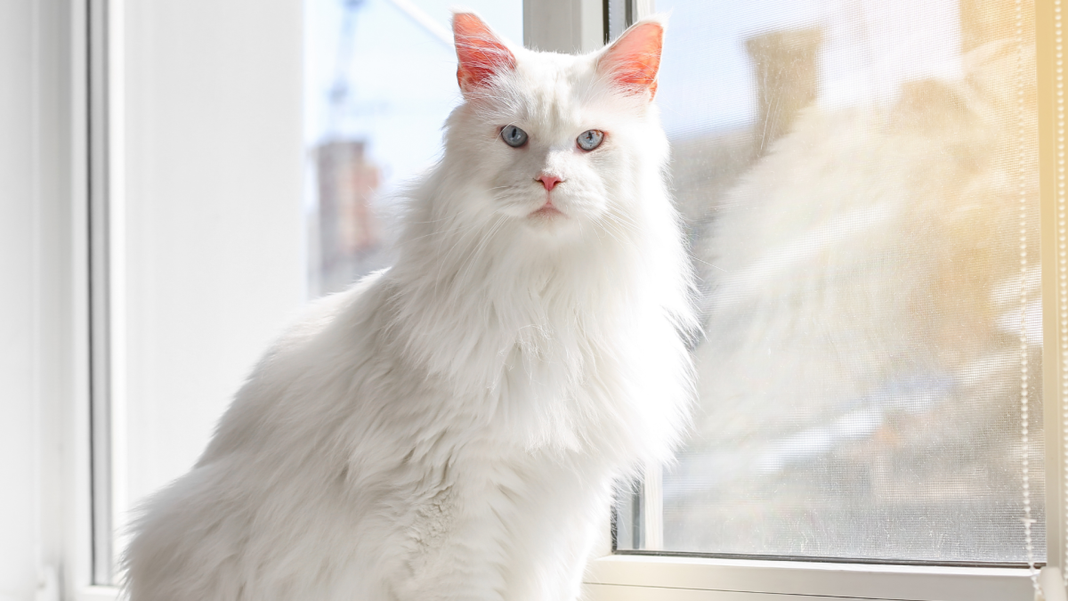 A 32-Pound Maine Coon Cat