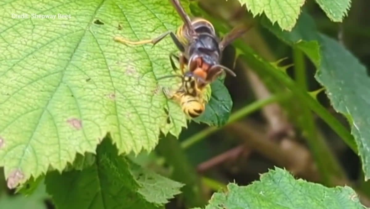 Asian hornet filmed devouring wasp in Kent garden. (SWNS)