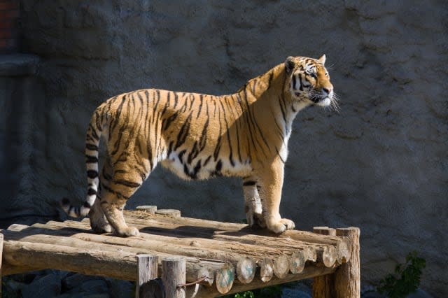 Tiger shot dead in Paris after escaping from circus