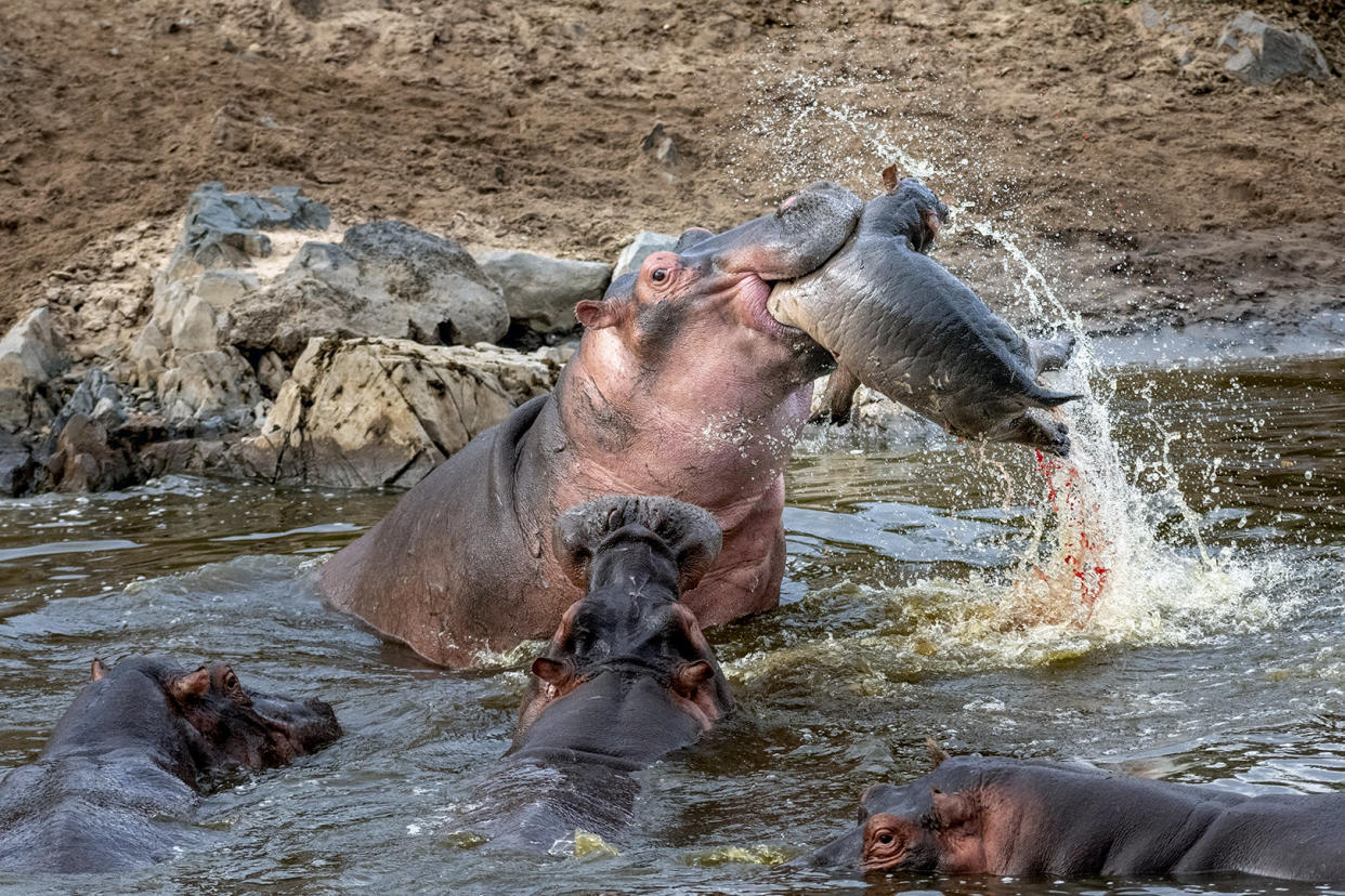 ***PLEASE NOT THESE IMAGES ARE UNDER EMBARGO TILL 00:01GMT 07/02/2022**

Highly commended hippo attacking a rival's calf by Evgeny Borisov. See SWNS story SWNNwildlife; The Society of International Nature and Wildlife Photographers have announced the winners of the Wonderful Wildlife Photography Competition. Mark Lynham from Buckinghamshire, England was chosen as the winner. Mark has won 12 months membership to The Society of International Nature and Wildlife Photographers (SINWP) organisation. Colin Jones The Societies Director says, â€œThis competition was very popular with images coming in from all over the Globe, Markâ€™s beautiful image was chosen as the winning image as the gentle tones and colour captures the theme of the competition very well.â€

  