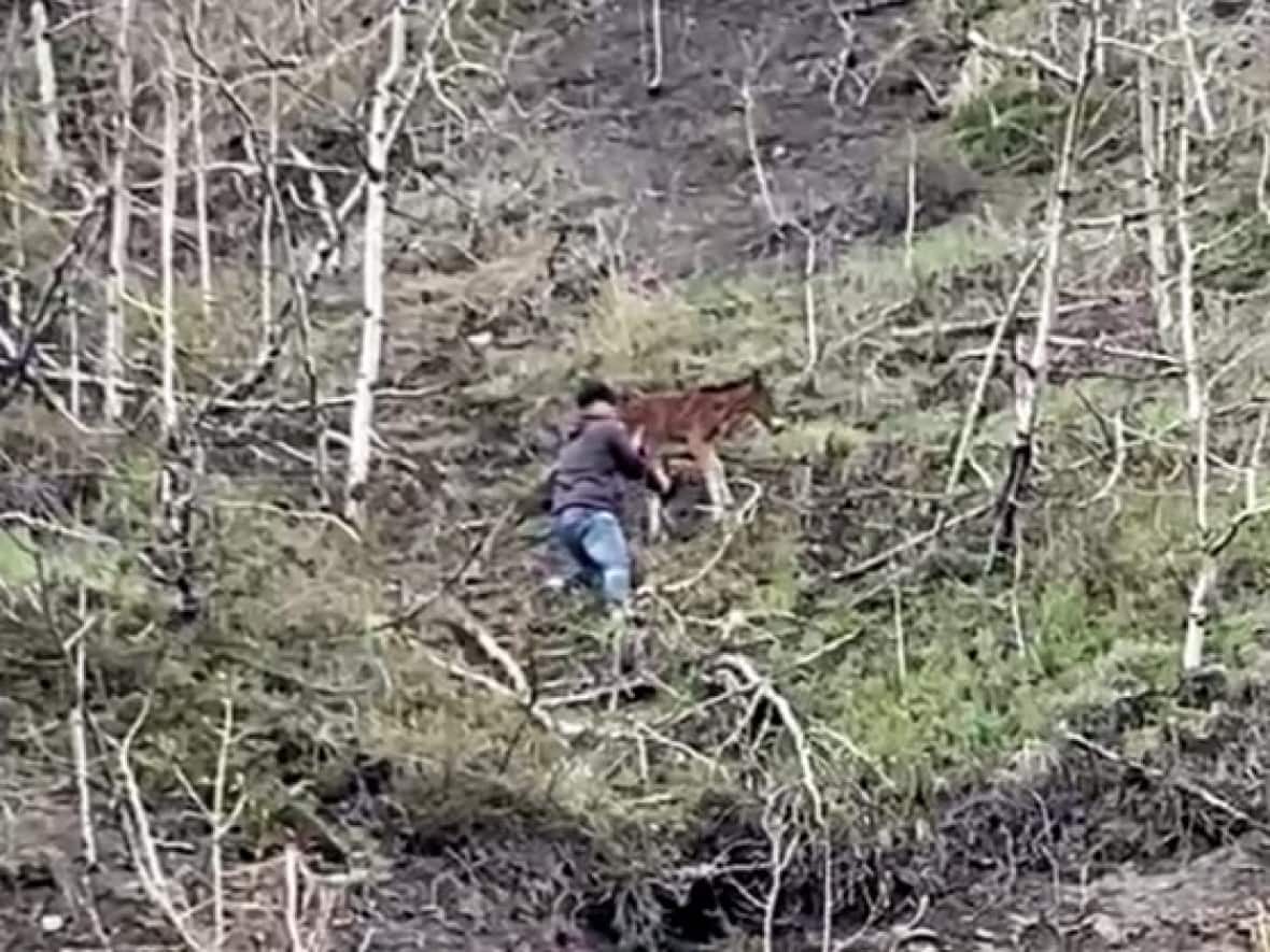 The moment Dustin Lyle, after scaling a steep cliff in only his running shoes, disentangled the wild foal from a jumble of branches and got it back on its feet. (Submitted by the Help Alberta Wildies Society - image credit)