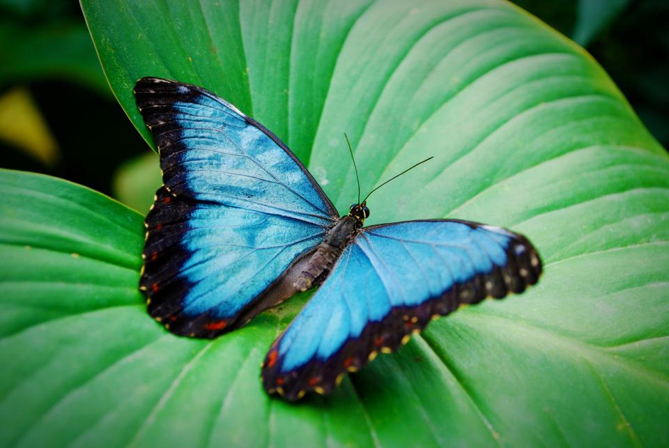 Close-Up Of Butterfly On Leaf