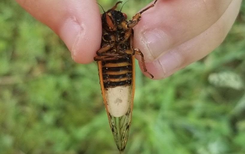 West Virginia University researchers were part of a team that discovered how Massospora, a parasitic fungus, manipulates male cicadas into flicking their wings like females – a mating invitation – which tempts unsuspecting male cicadas and infects them. / Credit: WVU Photo/Angie Macias