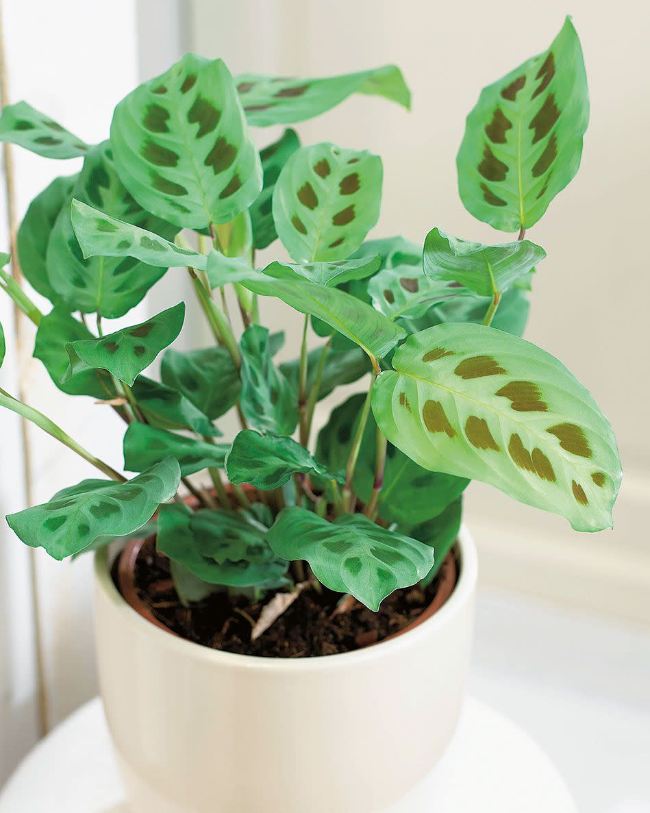 <p><strong>Common name: </strong>Prayer plant</p><p><strong>Light: </strong>Moderate light</p><p><strong>Care:</strong> Enjoys high humidity; keep compost moist</p><p><strong>Tips: </strong>Trim back to keep shape and promote new growth.</p><p><a class="link " href="https://go.redirectingat.com?id=127X1599956&url=https%3A%2F%2Fwww.crocus.co.uk%2Fplants%2F_%2Fmaranta-leuconeura-var-leuconeura-fascinator%2Fclassid.2000034443%2F&sref=https%3A%2F%2Fwww.housebeautiful.com%2Fuk%2Fgarden%2Fplants%2Fg151%2Fbest-plants-kids-bedrooms%2F" rel="nofollow noopener" target="_blank" data-ylk="slk:BUY NOW;elm:context_link;itc:0;sec:content-canvas">BUY NOW</a></p>