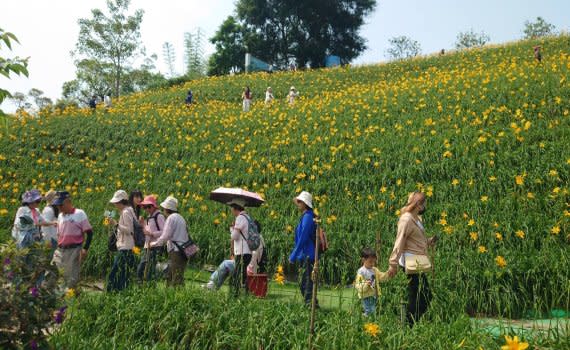 （觀傳媒彰化新聞）【記者陳雅芳／彰化報導】彰化縣花壇鄉虎山巖金針花至今（29）日約開將近5成，連日來吸引爆滿遊客前往賞花、拍照，甚至有來自各地遊客，搭乘約20輛遊覽車前來，虎山巖管委會主委林天潤說，預估母親節前一周，金針花即會盛開。