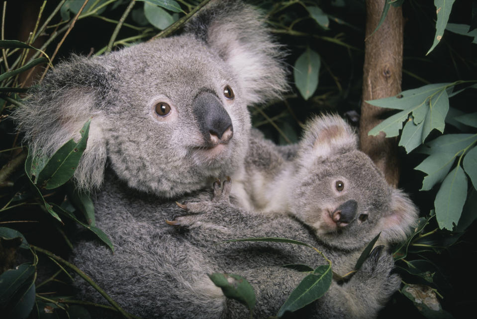 Two koalas, an adult and a young one, embrace while sitting among eucalyptus leaves