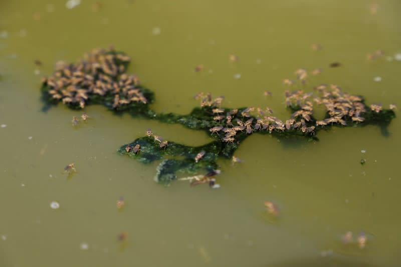 Insects breeding are pictured on stagnant water pools which could server as potential breeding sites of Aedes aegypti mosquitoes, known to spread the dengue fever, in Hodeidah