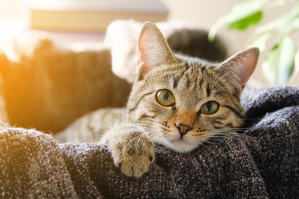 Bei falscher Ernährung können Katzen schwer krank werden. (Bild: Getty Images)