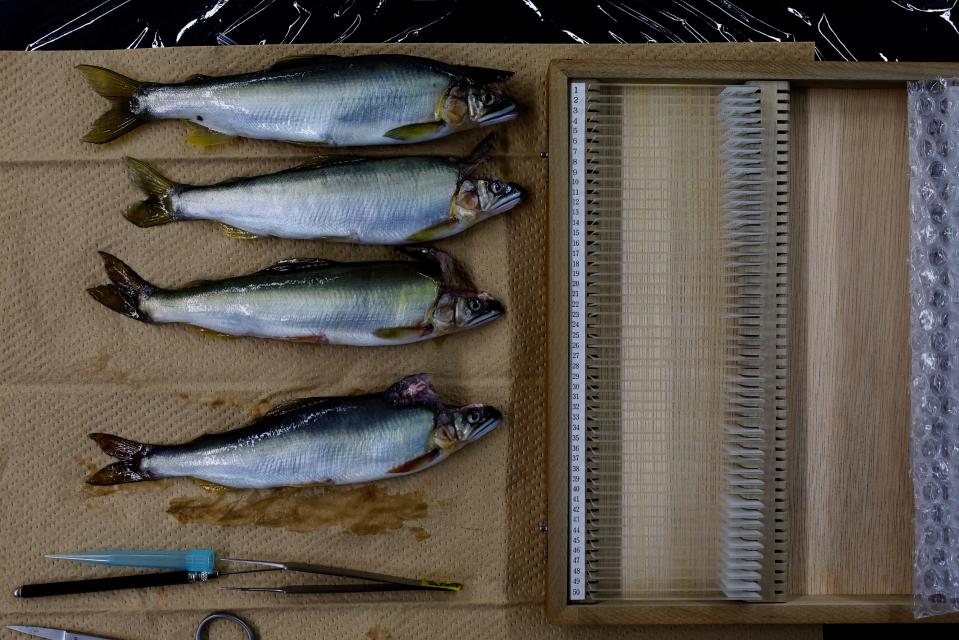 A photo of four fish lined up horizontally with their heads cut open to reveal their sensory bones.