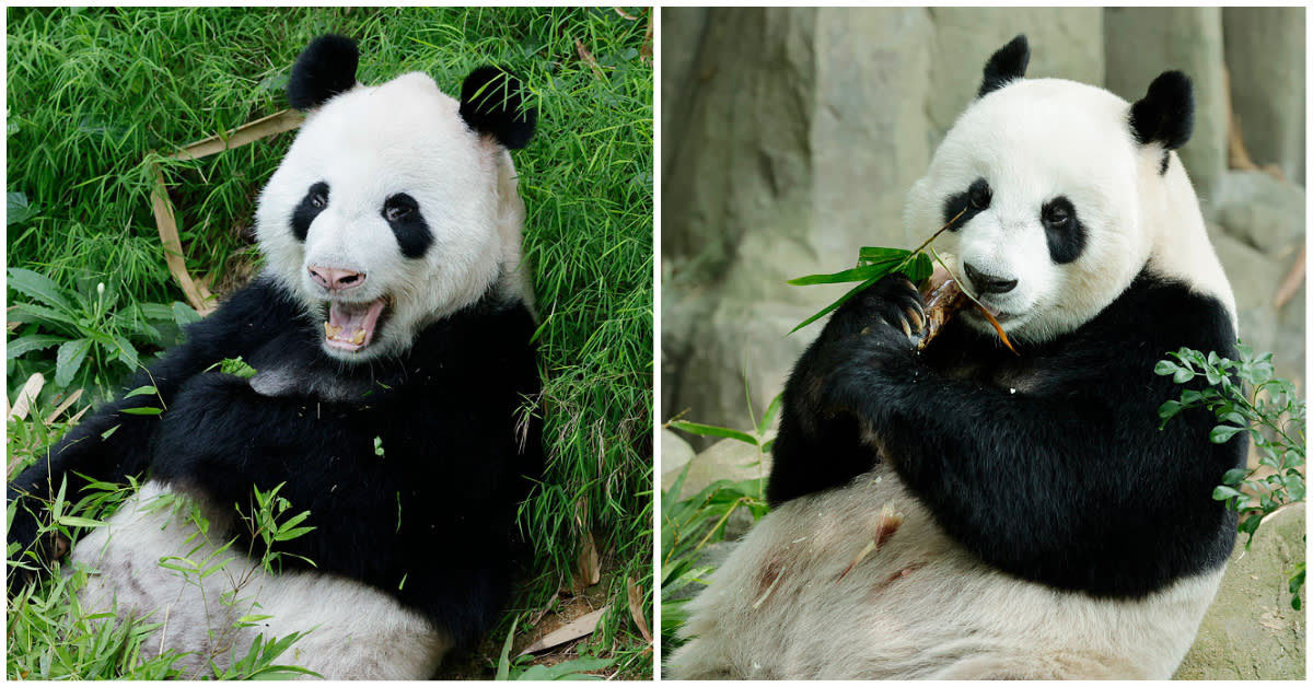 River Wonders' giant pandas Kai Kai (left) and Jia Jia. (PHOTOS: Mandai Wildlife Group)