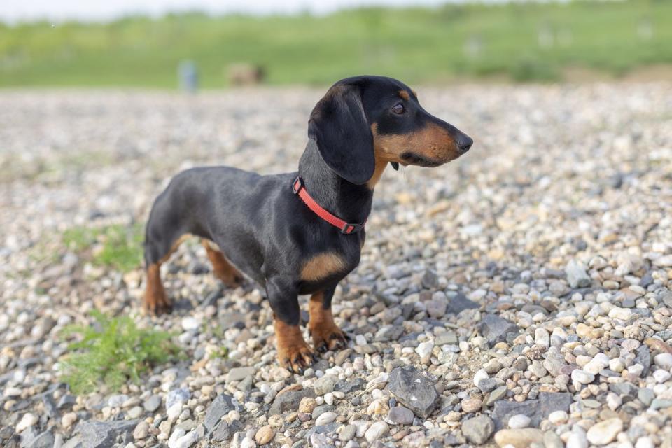 Dachshund