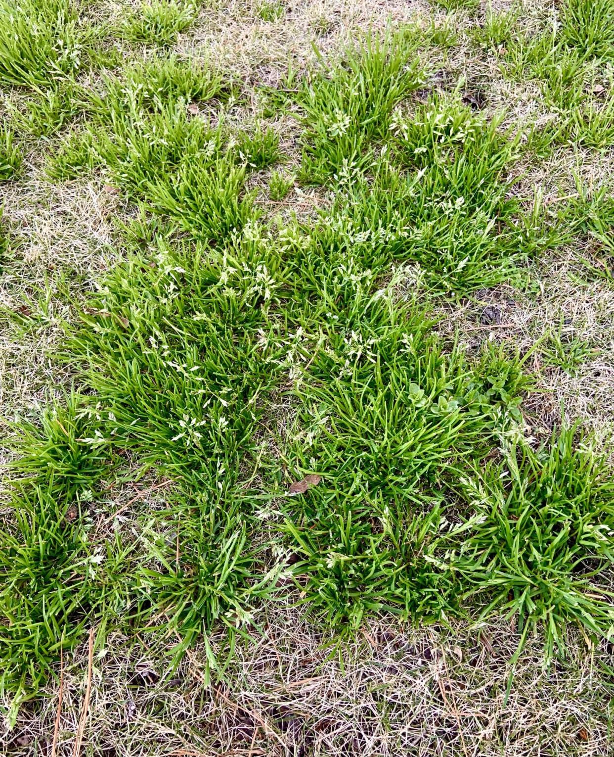 Annual Bluegrass patches in lawn