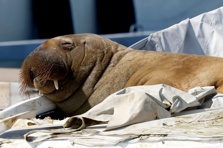(FILES) This file photo taken on July 19, 2022 shows young female walrus nicknamed Freya resting on a boat in Frognerkilen, Oslo Fjord, Norway. - Freya that attracted crowds while basking in the sun of the Oslo fjord was euthanised, Norway officials said on Sunday, August 14, 2022. "The decision to euthanise was taken on the base of a global evaluation of the persistent threat to human security," the head of Norway's Fisheries Directorate said in a statement. (Photo by Tor Erik Schrøder / NTB / AFP) / Norway OUT