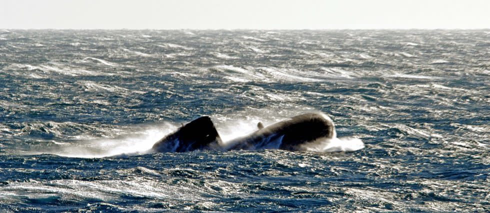 L'Australie estime que les sous-marins anglo-américains sont plus adaptés à ses intérêts.

