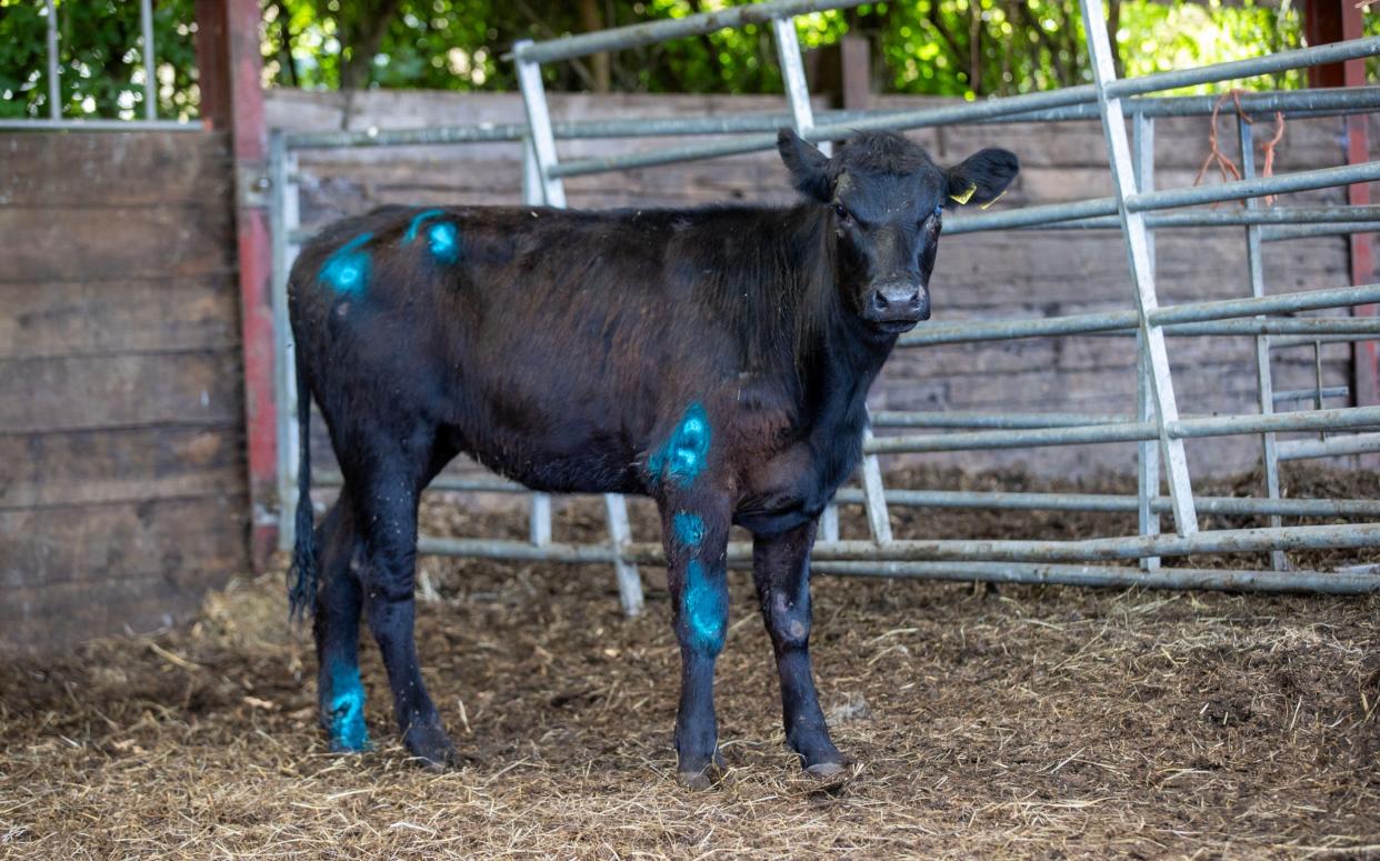 Beau Lucy the nine-month-old calf