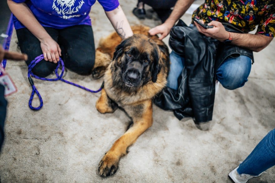 Nike, a Leonberger, at the American Kennel Club’s “Meet the Breeds” event.