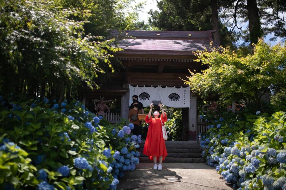 進入雲昌寺之前，就已經是繡球花滿開的景象。（日本觀光局JNTO提供）